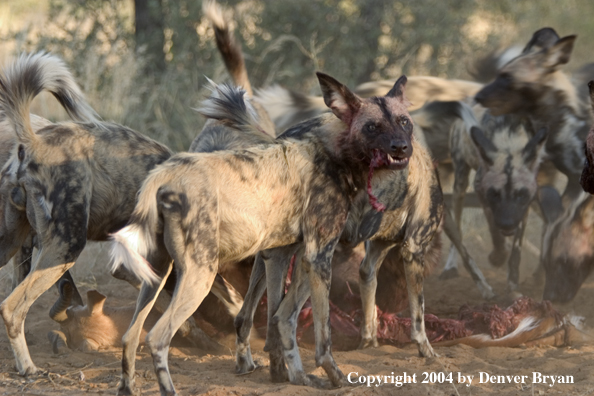 Pack of African Wild Dogs feeding on kill.