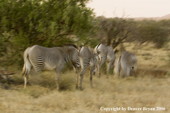 Grevy's Zebra