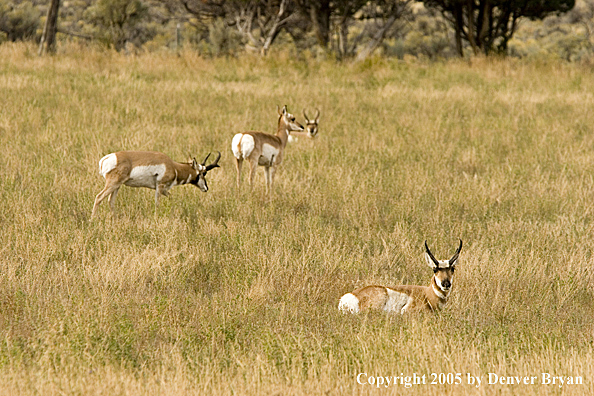 Antelope/pronghorn in field.