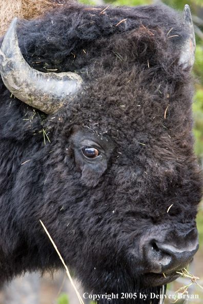 Close-up portrait of a Great American Bison in Yellowstone.