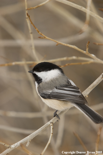 Chickadee in sapling.