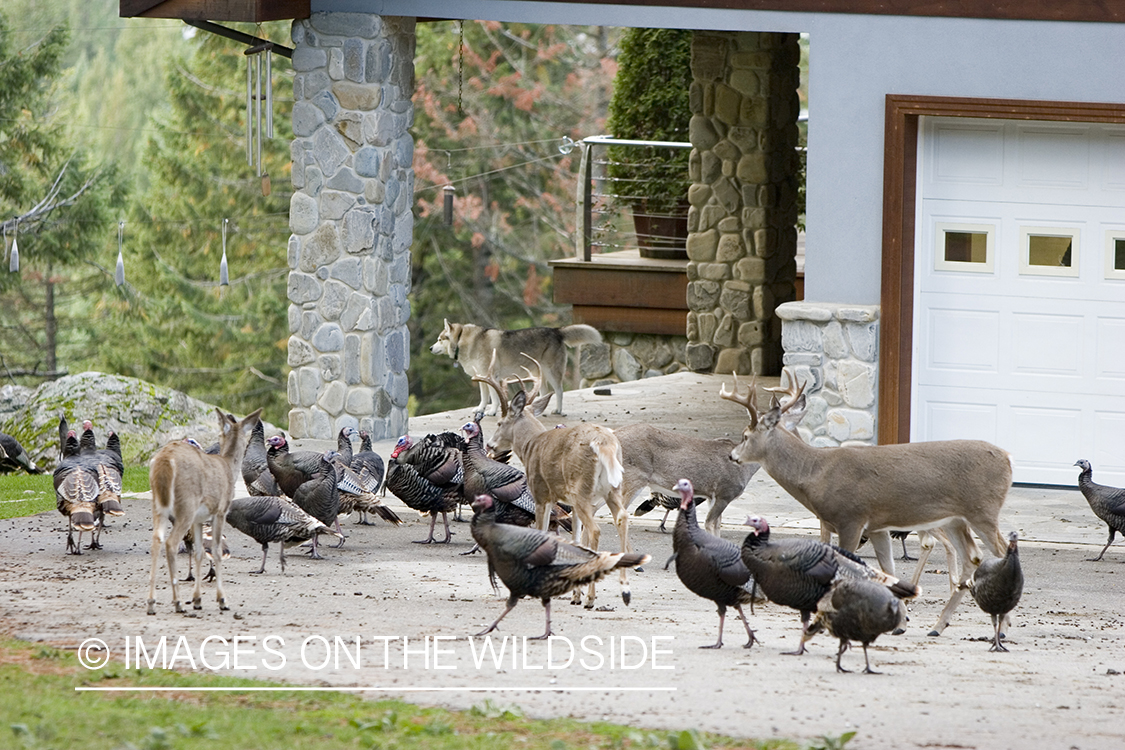 Wildlife (white-tailed deer, Merriam's turkey) in yard.