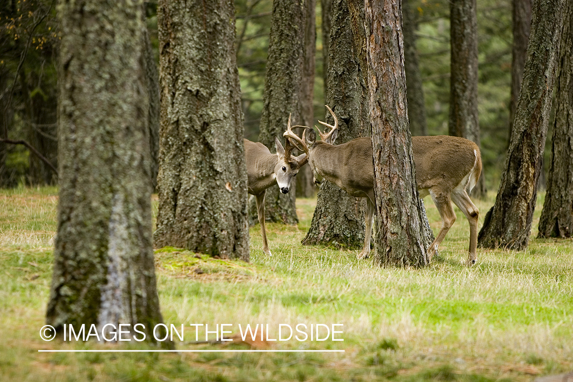 Whitetailed deer in forest.