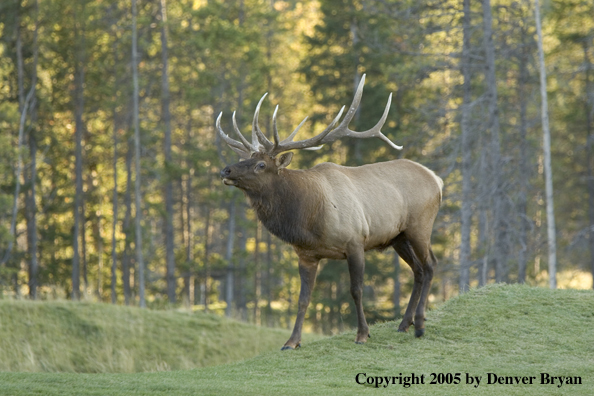 Rocky Mountain bull elk walking in field.