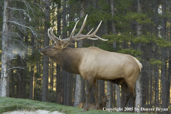 Rocky Mountain bull elk in rut with cows in background.