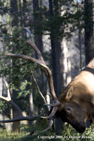 Rocky Mountain bull elk rubbing antlers on tree.