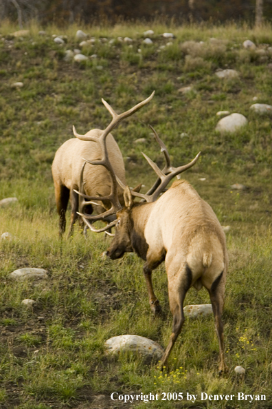 Bull elk fighting.