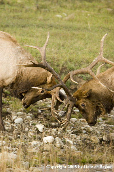 Bull elk fighting.