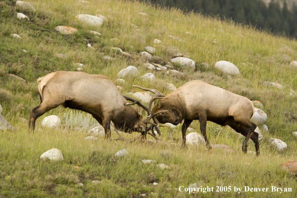 Bull elk fighting.