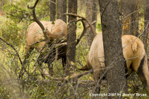 Bull elk fighting.