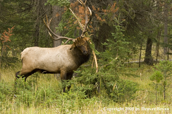 Bull elk in habitat.