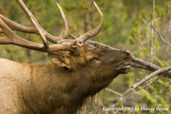 Rocky Mountain bull elk bugling.