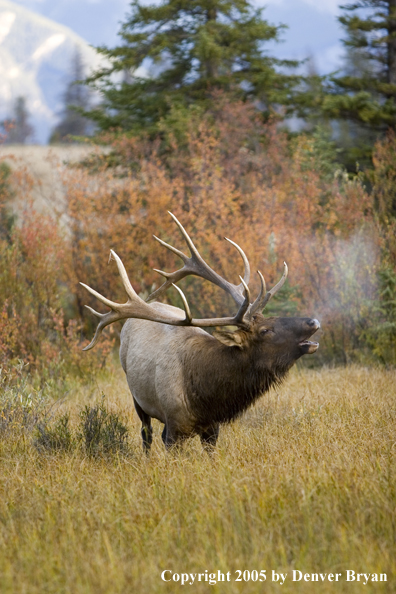 Rocky Mountain bull elk bugling.