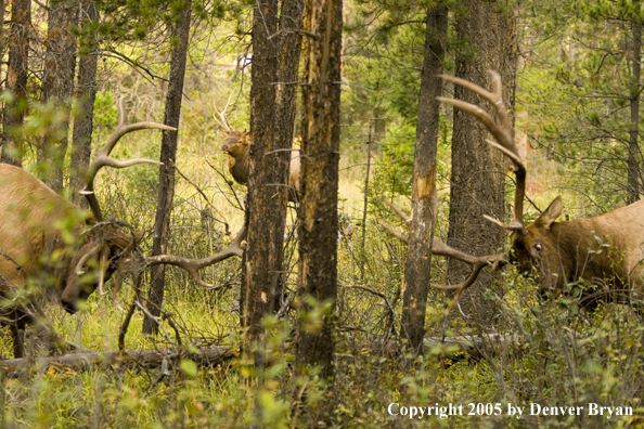 Bull elk fighting.