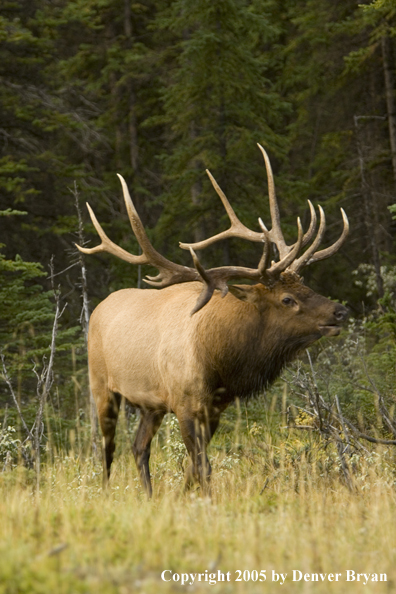 Bull elk in habitat.