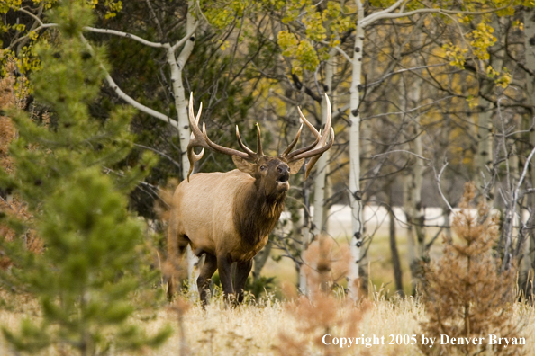 Rocky Mountain bull elk bugling.