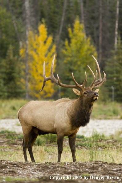 Bull elk in habitat.