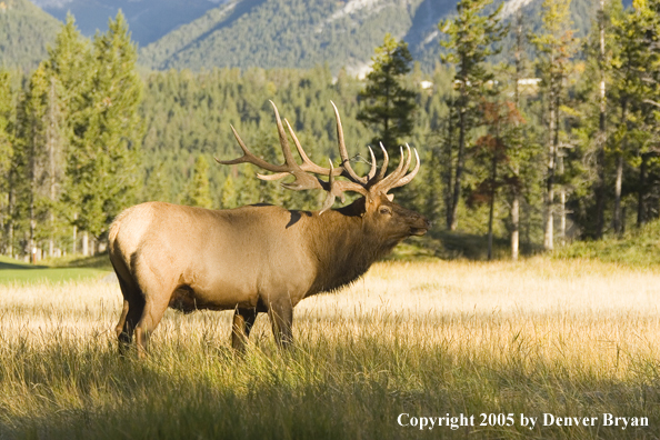 Bull elk in habitat.