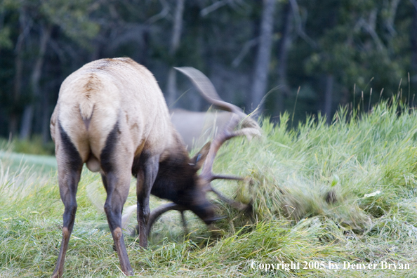 Bull elk in habitat.