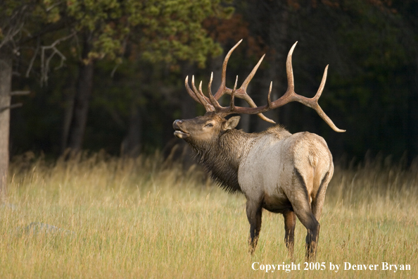 Rocky Mountain bull elk bugling.