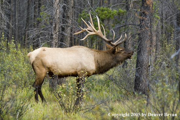 Rocky Mountain bull elk bugling.