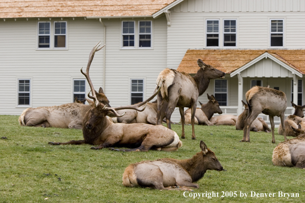 Bull elk in habitat with cows in Yellowstone National Park.