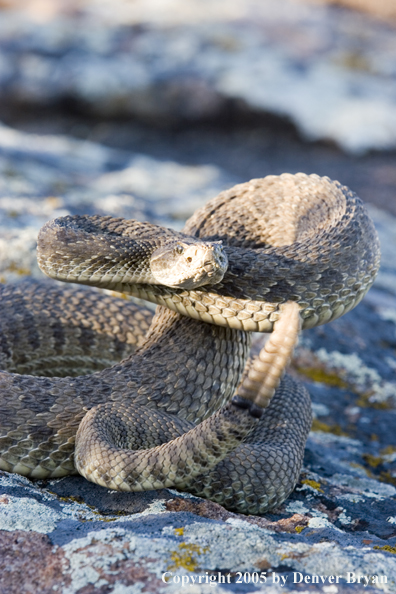 Rattlesnake on rocks.