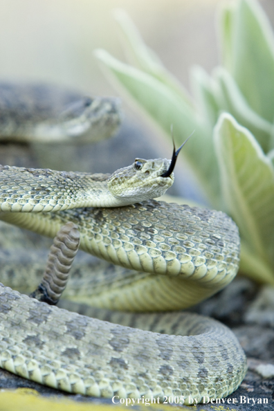 Rattlesnakes on rocks.