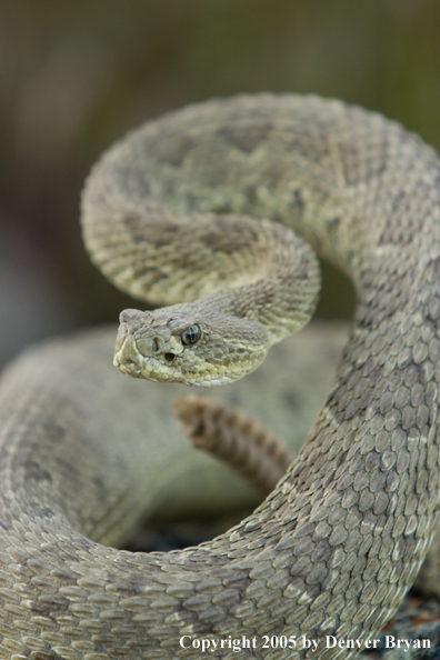 Rattlesnake on rocks.