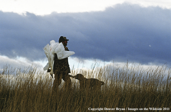 Waterfowl hunter with bagged Tundra Swan in field. 