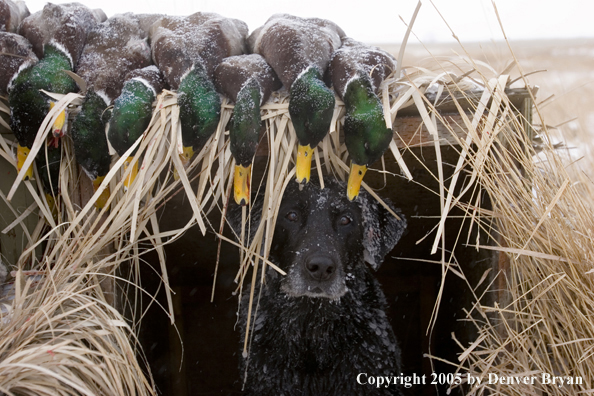 Black labrador in blind with bagged mallards on roof. 