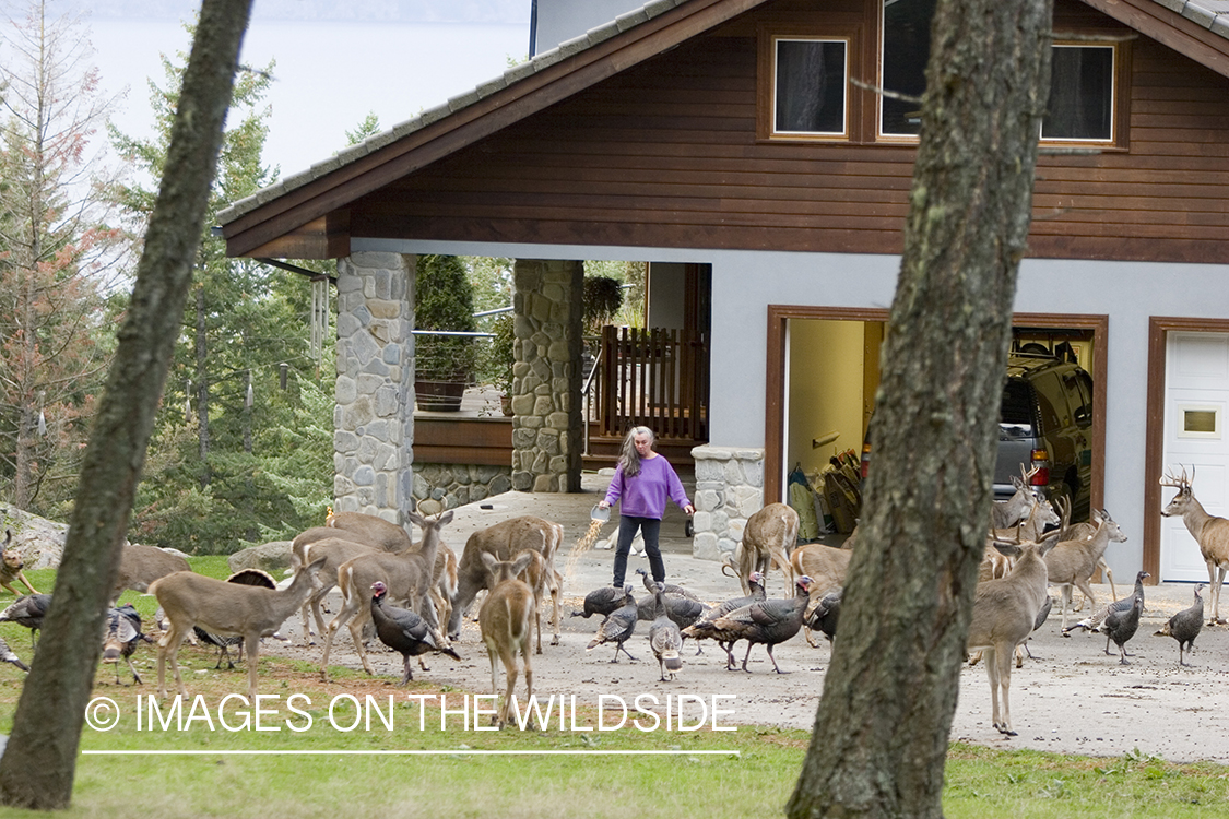 Woman feeding wildlife (white-tailed deer, Merriam's turkey) in yard.