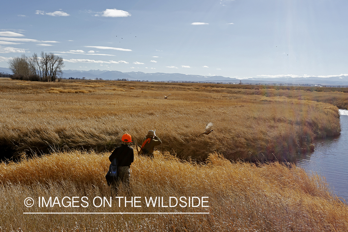 Father and son pheasant hunting. 