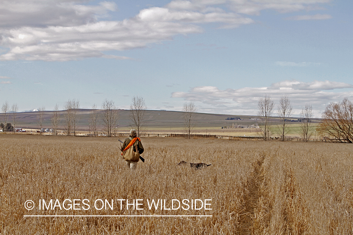 Pheasant hunter in field. 