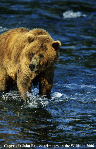 Brown bear in habitat. 