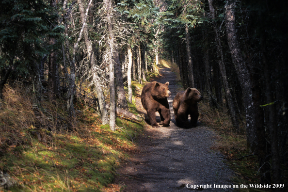 Brown Bear in habitat