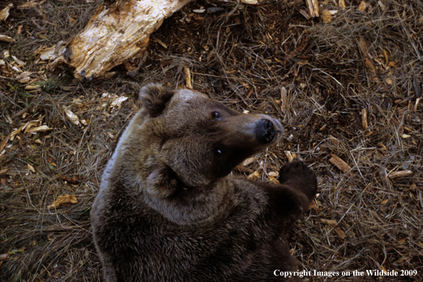 Brown Bear in habitat