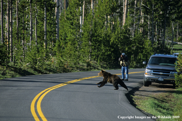 Grizzly cub crossing road