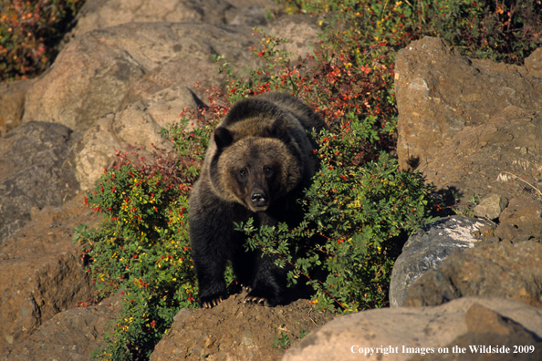 Grizzly bear in habitat