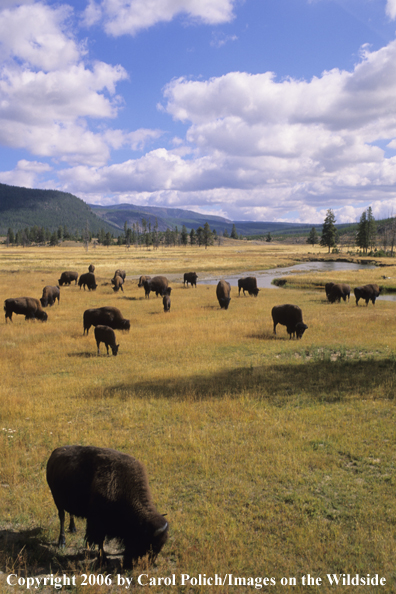 American Bison in habitat.