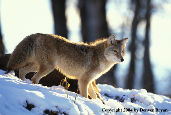 Coyote in habitat.