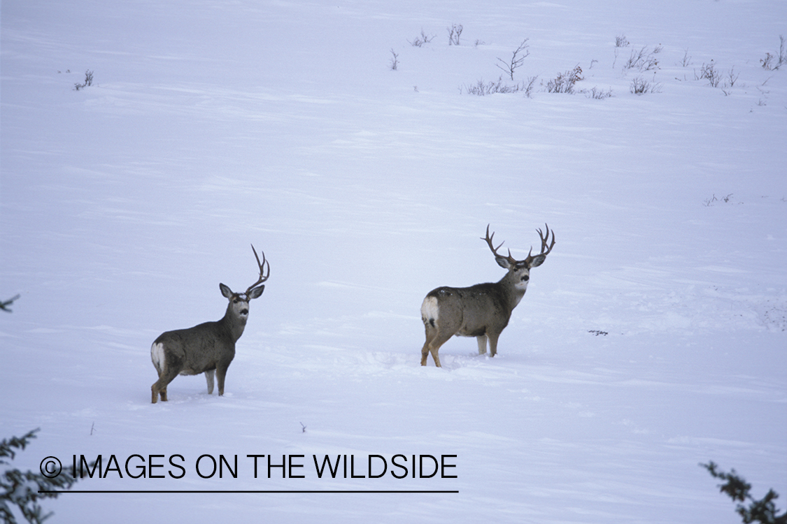 Mule deer in habitat.