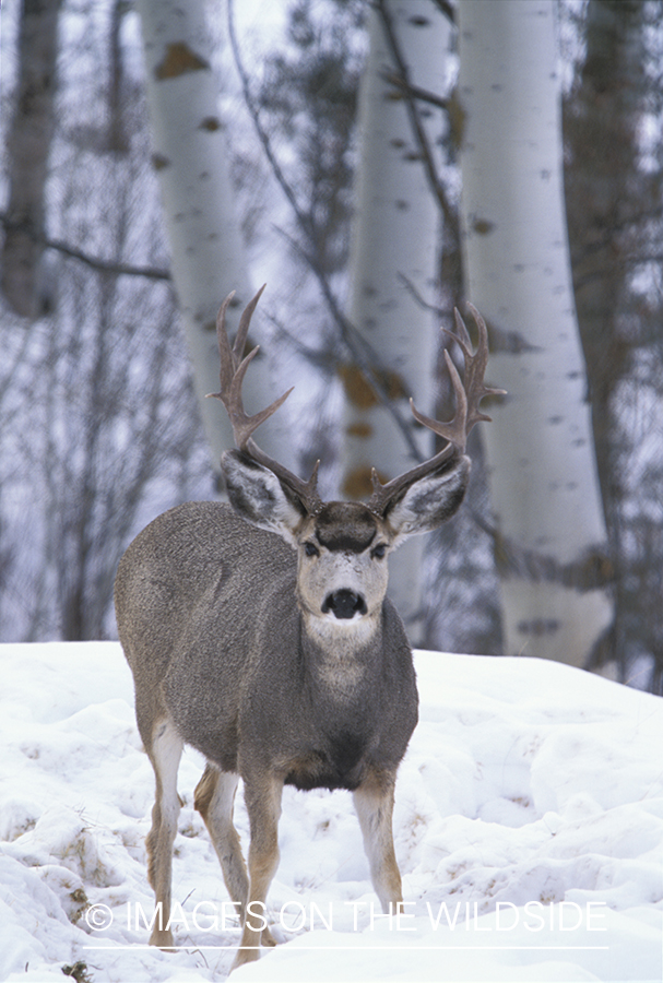 Mule deer in winter.