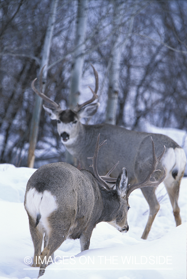 Mule deer buck and does in winter.