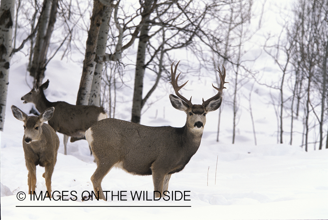 Mule deer buck and does in winter.