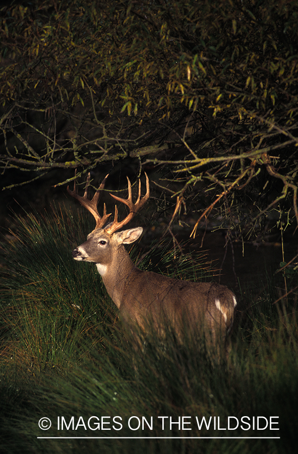 Whitetailed deer in habitat.