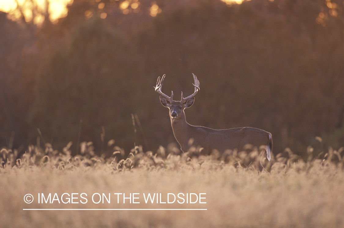 Whitetail deer field at sunset/sunrise