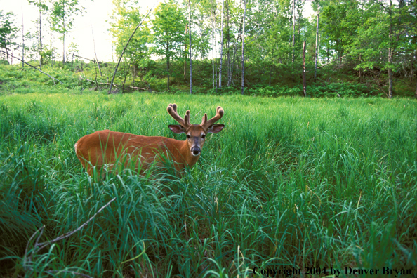 Whitetailed deer in velvet.