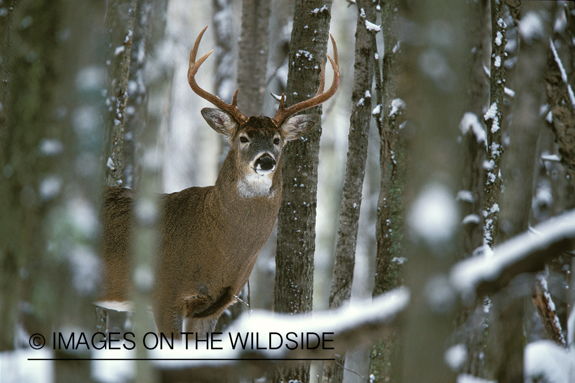 Whitetailed deer in habitat.