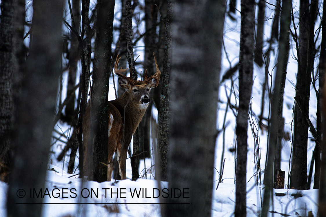 White-tailed deer in habitat